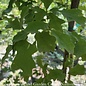 #7 Quercus pagoda/ Cherry Bark Red Oak Native (TN)