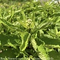 #1 Eupatorium dubium Little Joe/Joe Pye Weed Native (TN)
