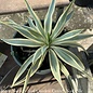 #2 Yucca gloriosa var. Bright Star/Variegated