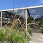 #1 Grass Calamagrostis x acutiflora Karl Foerster/Feather Reed