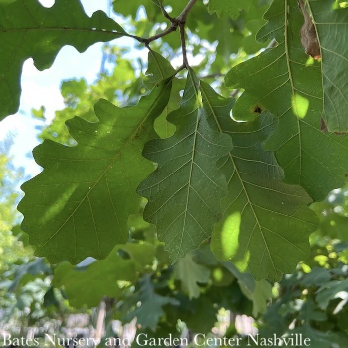 #15 Quercus macrocarpa/ Bur Oak Native (TN)