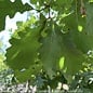 #15 Quercus macrocarpa/ Bur Oak Native (TN)