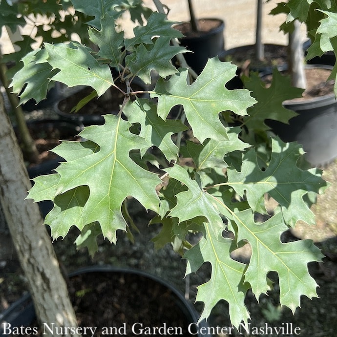 #15 Quercus shumardii/ Shumard Red Oak Native (TN)