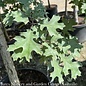 #30 Quercus shumardii/ Shumard Red Oak Native (TN)