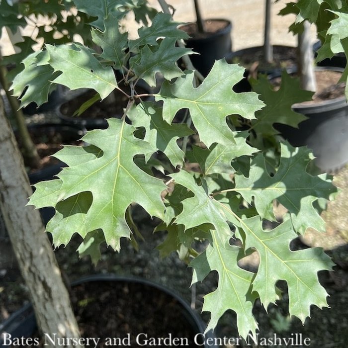 #7 Quercus Shumardii/Shumard Red Oak Native (TN)