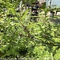 #25 Taxodium distichum/Bald Cypress 2" caliper