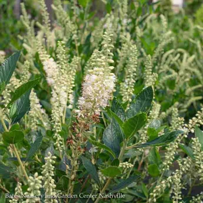 #3 Clethra alnifolia AB Hummingbird/ White Summersweet Native (TN)