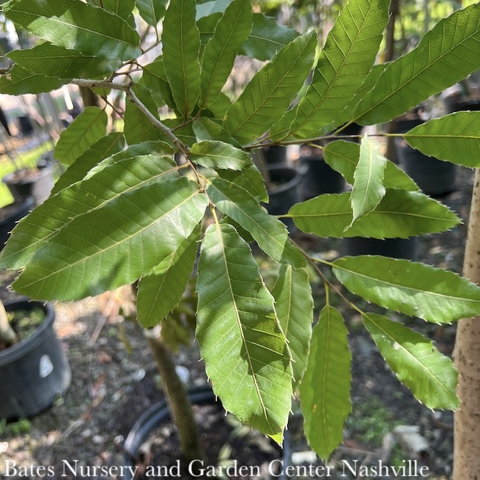 #3 Quercus acutissima/ Asian Sawtooth Oak
