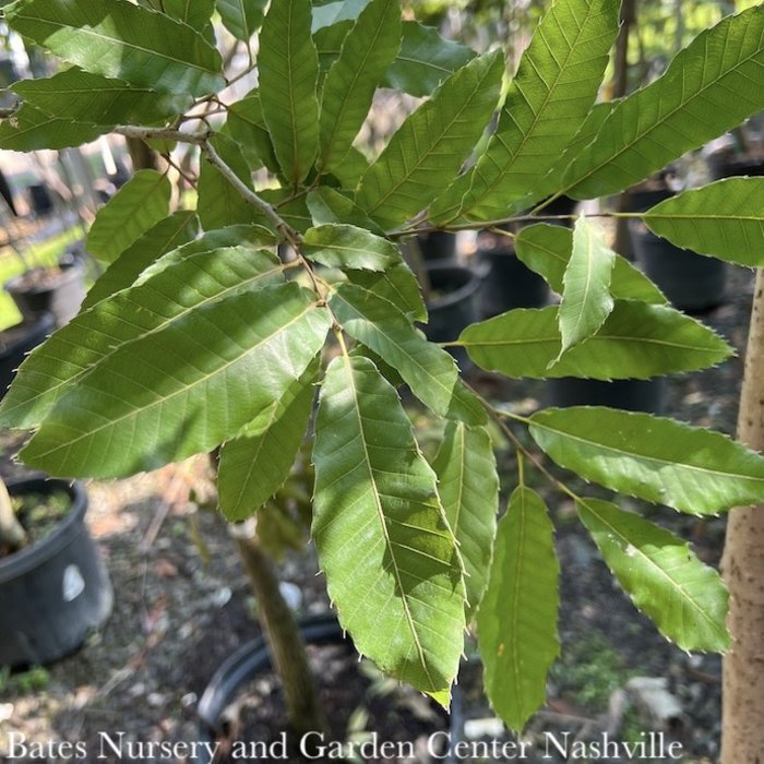 #5 Quercus acutissima/ Asian Sawtooth Oak