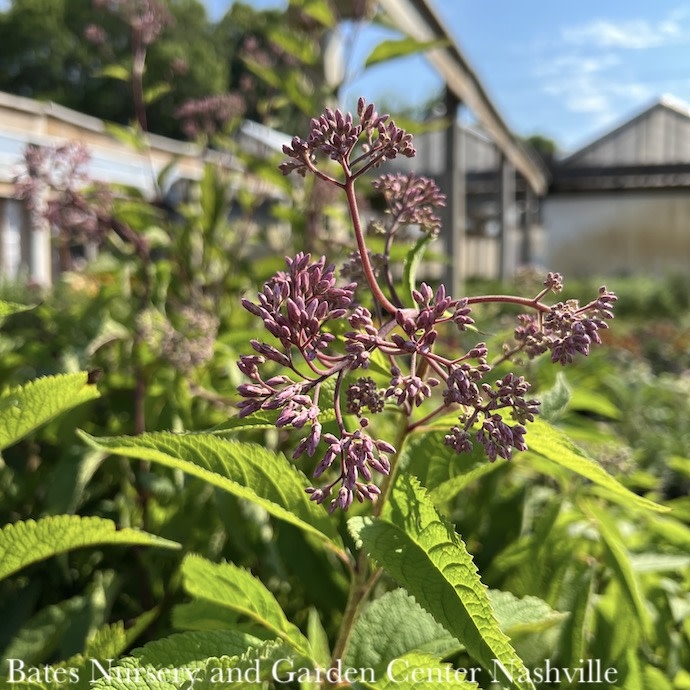 #1 Eupatorium mac atropurpureum/ Joe Pye Weed Native (TN)