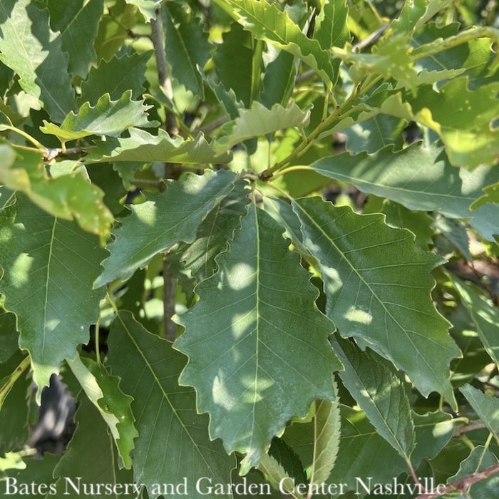 #25 2" caliper Quercus bicolor/ Swamp White Oak Native (TN)