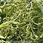 #5 Salix matsudana Tortuosa/Corkscrew Willow