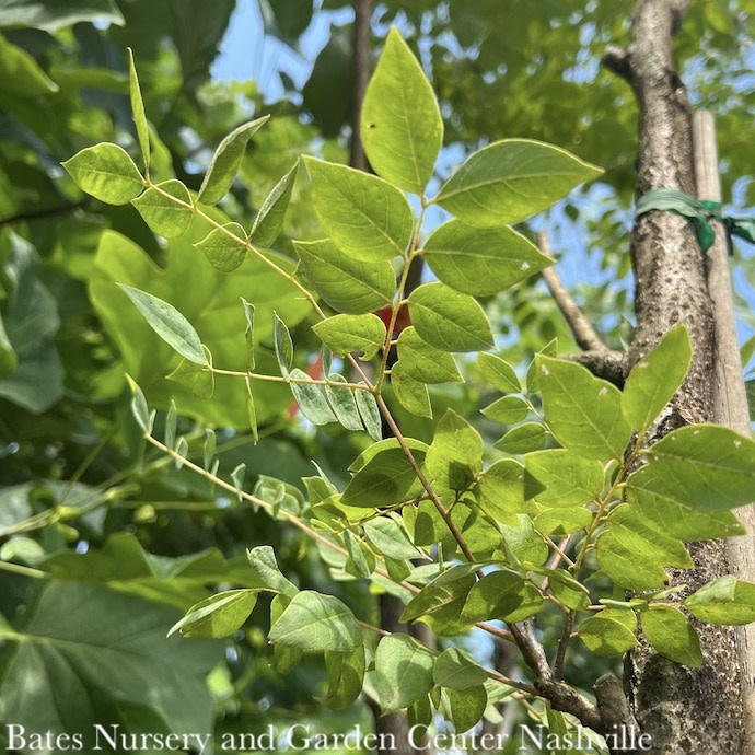 #15 Gymnocladus dio McKBranched 'DECAF'/ Kentucky Coffeetree  Native (TN)