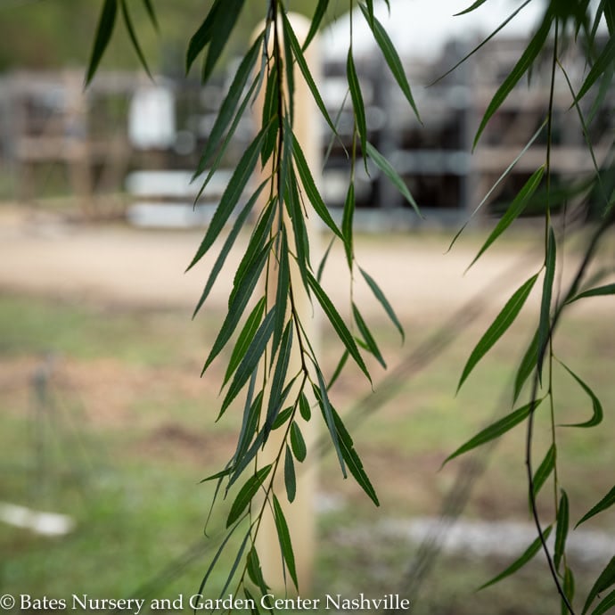 Weeping willow tree, Salix babylonica