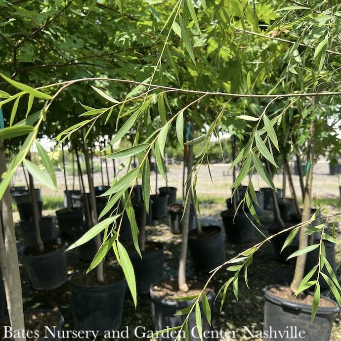 Willow Tree Guide, Salix spp.