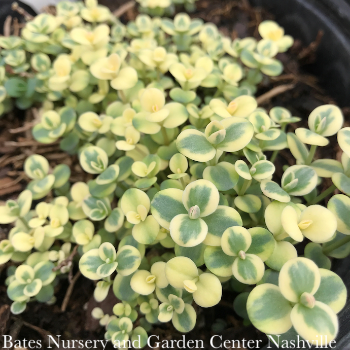 #1 Sedum x Sunsparkler 'Lime Twister'/ Variegated Stonecrop