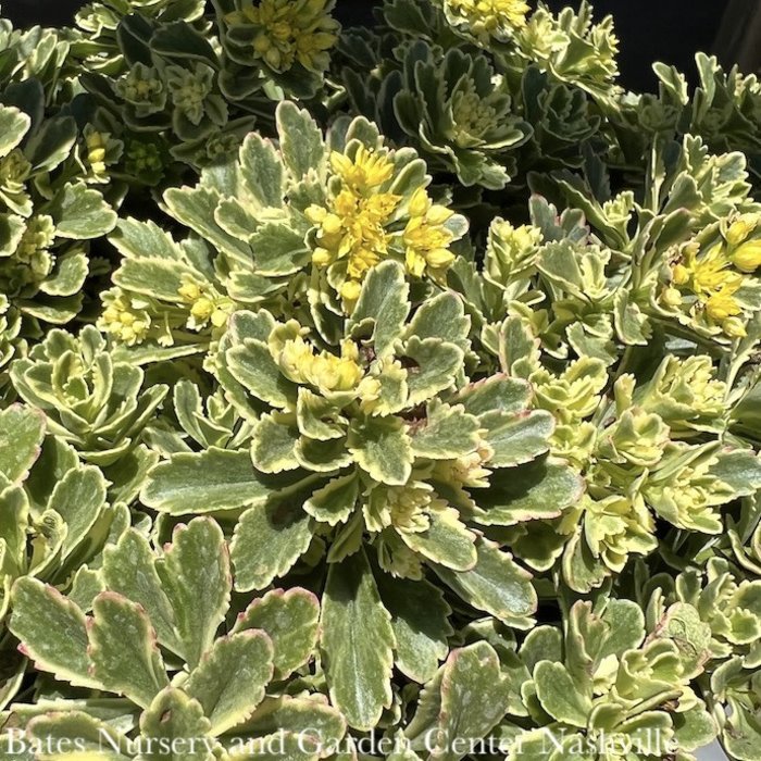 #1 Sedum x PW Rock 'n Grow 'Boogie Woogie'/ Variegated Stonecrop