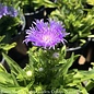 #1 Stokesia laevis Mels Blue/ Stokes' Aster Native (R)