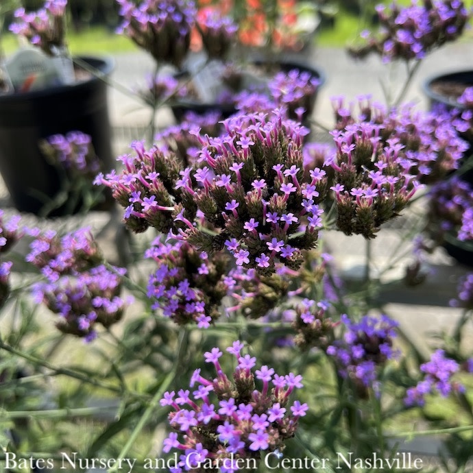 #1 Verbena bon Lollipop/ Dwarf Purple