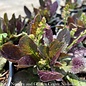 #1 Salvia lyrata Purple Knockout/Lyre-leaf Sage Native (TN)