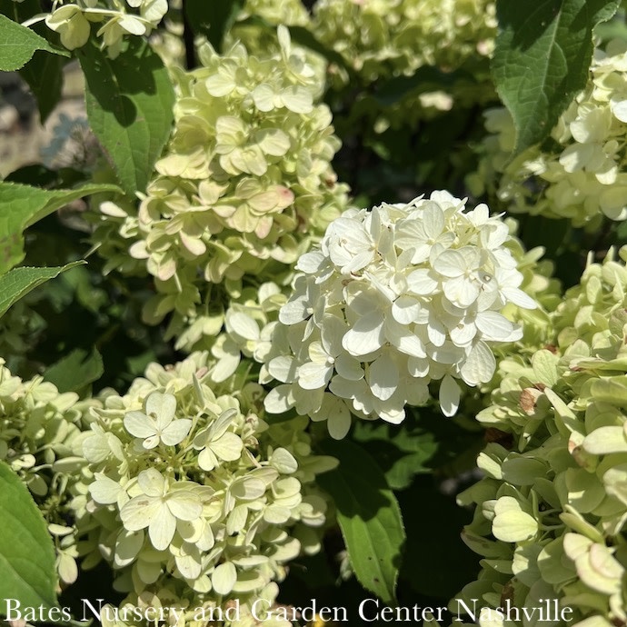 #2 Hydrangea pan Candy Apple/ White-green Panicle