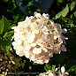 #2 Hydrangea pan Candy Apple/ White-green Panicle