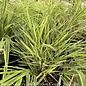 #1 Grass Hakonechloa Albostriata/Japanese Forest