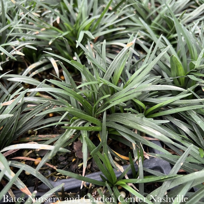#1 Grass Ophiopogon j nanus/Mondo Dwarf