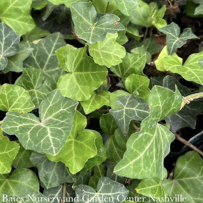 #1 Staked Hedera helix/ English Ivy
