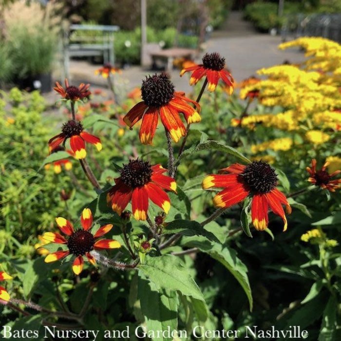 #1 Rudbeckia tril Prairie Glow/ Brown Eyed Susan Native (TN)