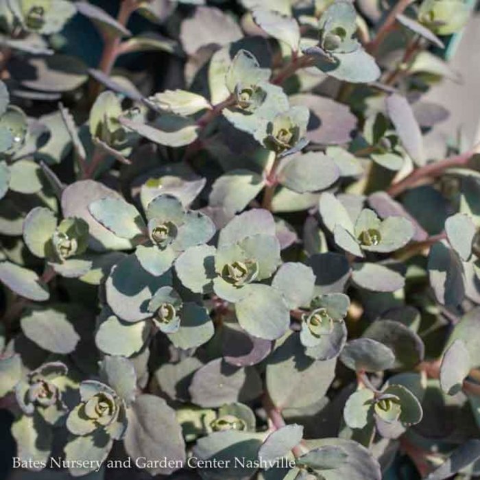 #1 Sedum x Razzleberry, Sunsparkler 'Dazzleberry'/ Stonecrop