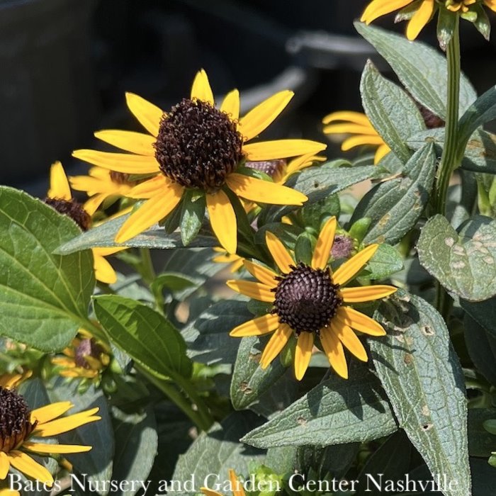 #1 Rudbeckia ful PW Little Goldstar/ Black-Eyed Susan Native (R)