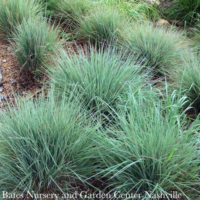 Schizachyrium (Little Bluestem)