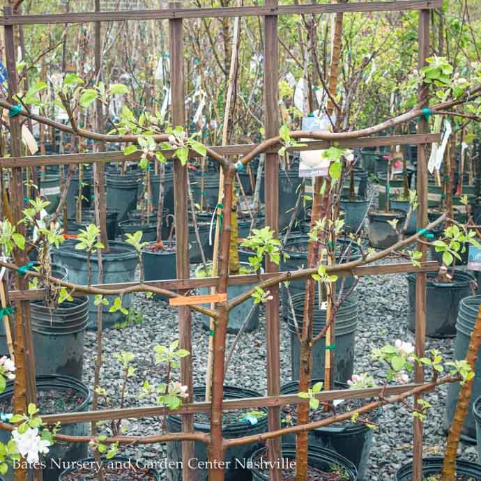 Specialty Form Fruit Trees