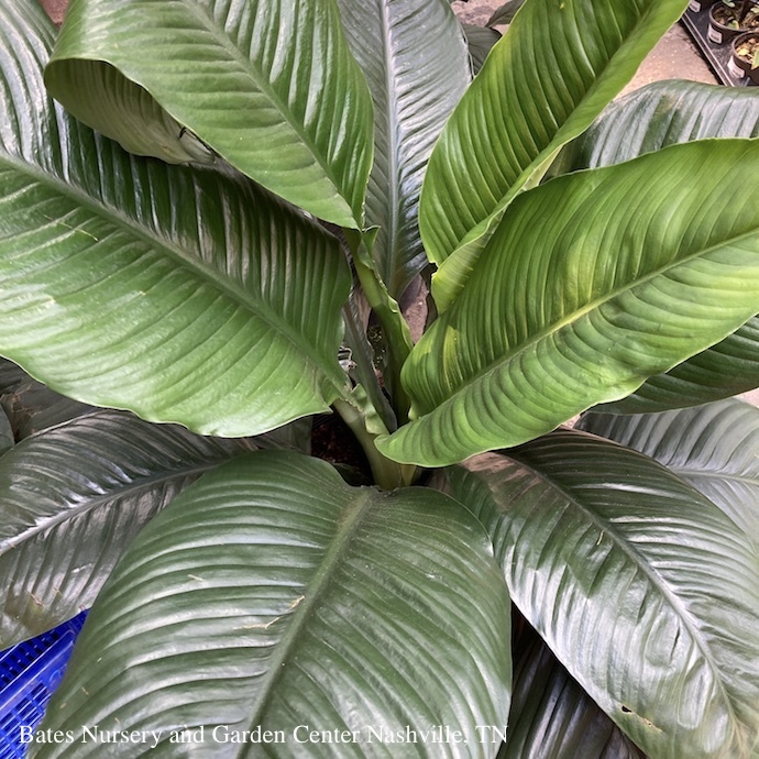 Spathiphyllum/Peace Lily