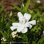 #3 Gardenia jas Frostproof/Hardy - No Warranty