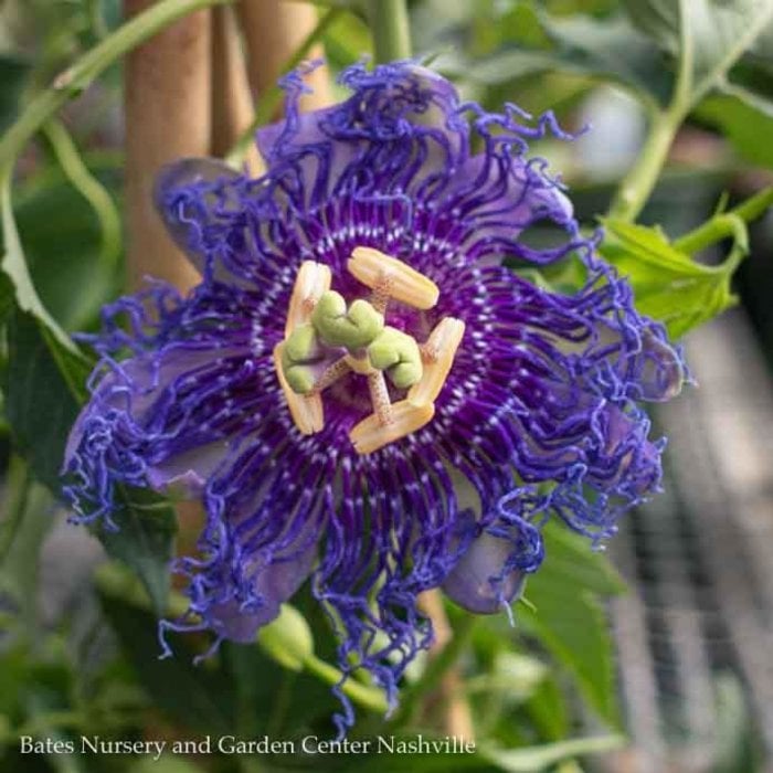 10p! Passion Vine Flower on Trellis Purple or Red /Tropical