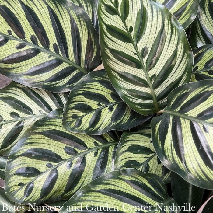 8p! Calathea Makoyana /Tropical