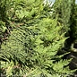 #15 Cupressocyparis x leylandii/ Leyland Cypress