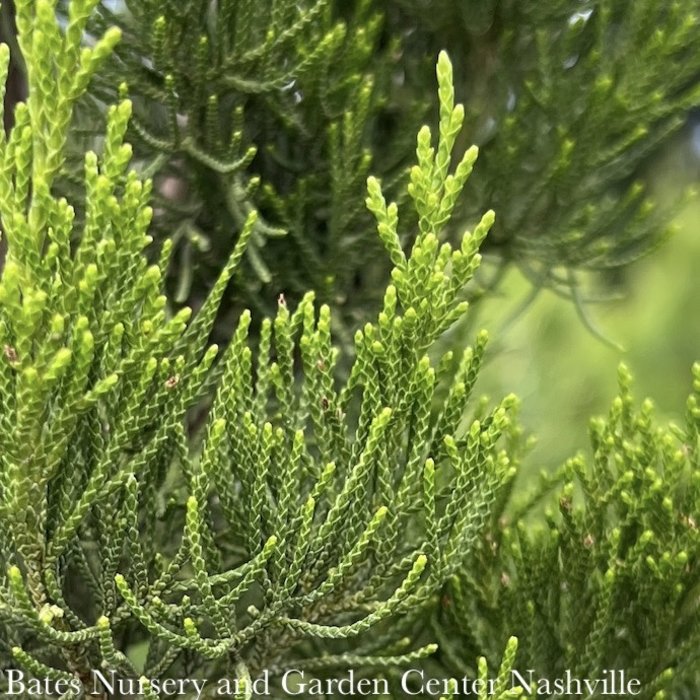 #3 Juniperus virg Brodie/Juniper Upright Native (TN)