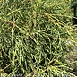 #3 Thuja filiformis/ Threadleaf Arborvitae