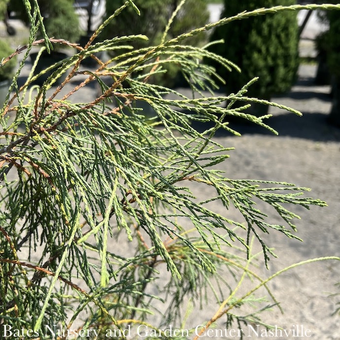 #3 Thuja filiformis/ Threadleaf Arborvitae