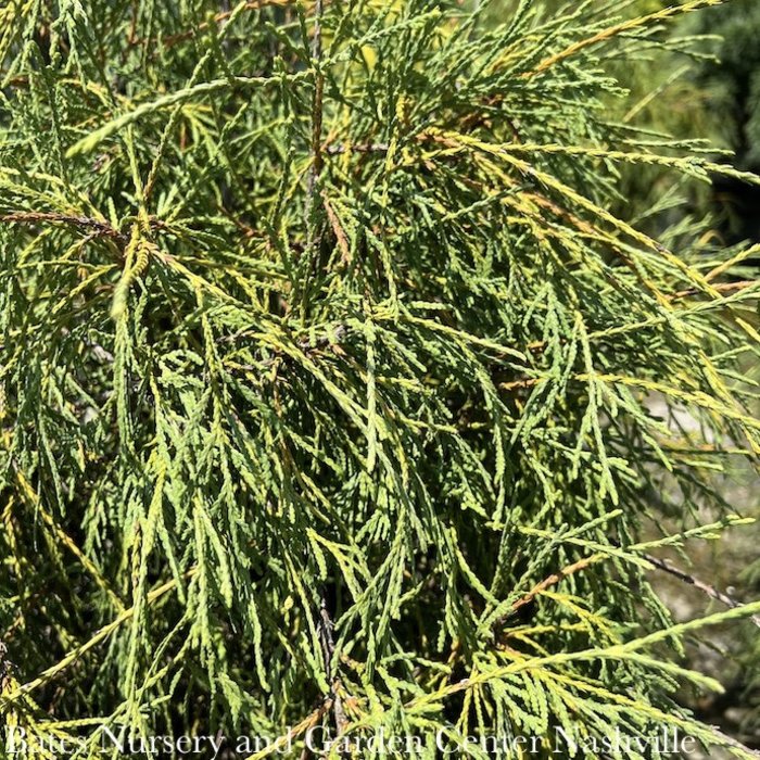 #6 Thuja filiformis/ Threadleaf Arborvitae