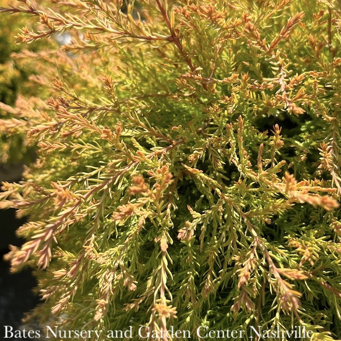 #1 Thuja occ SL Fire Chief/ Globe Arborvitae