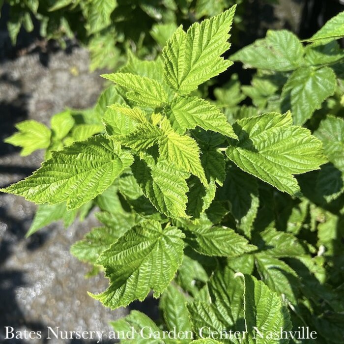 Edible #2 Rubus idaeus var strigosus Fall Gold/ Raspberry Native (TN)