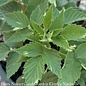 Edible #2 Rubus idaeus Jewel Black/ Raspberry