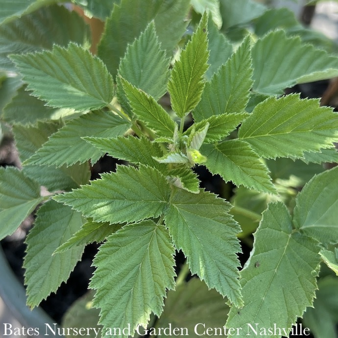 Edible #2 Rubus idaeus Jewel Black/ Raspberry