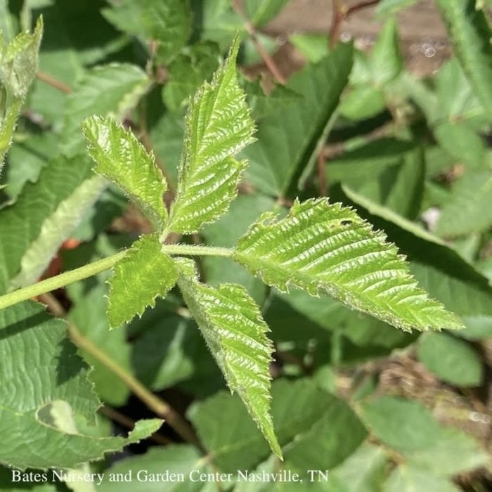 Edible #1 Rubus spp Ouachita/ Thornless Blackberry