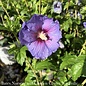 Topiary #7PT Hibiscus syr Chateau de Versailles/Rose of Sharon/Althea Patio Tree