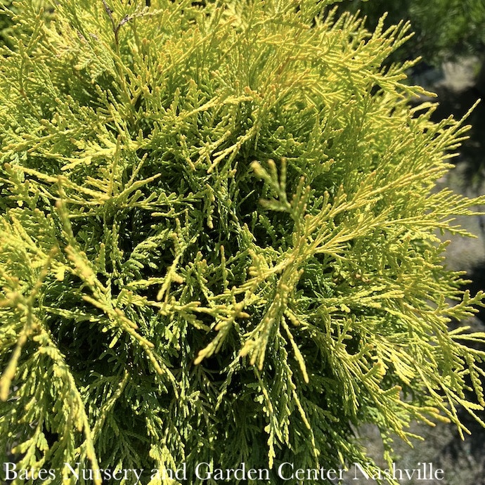 #2 Thuja occ Golden Globe/ Globe Arborvitae